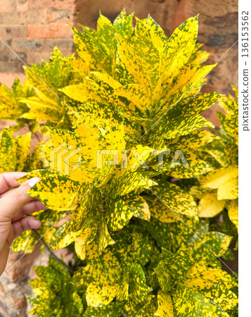 Variegated croton plant with yellow green leaves Variegated croton plant with yellow green leaves 136153562
