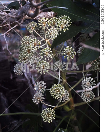 Many whitish buds of Fatsia (roadside near the Yoshino River) Many whitish buds of Fatsia (roadside near the Yoshino River) 136153565