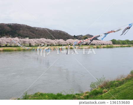 Cherry blossoms and carp streamers decorate the riverside | Softly lit spring scenery (cloudy) | Northern Iwate Prefecture 136153680