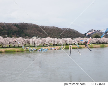 Cherry blossoms and carp streamers decorate the riverside | Softly lit spring scenery (cloudy) | Northern Iwate Prefecture 136153681