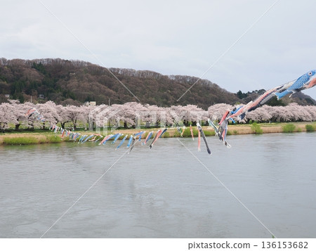 櫻花與鯉魚彩帶點綴河岸 | 柔和的春日景色(多雲) | 岩手縣北上市 | 北上天照地 櫻花與鯉魚彩帶點綴河岸 | 柔和的春日景色(多雲) | 岩手縣北上市 | 北上天照地 136153682