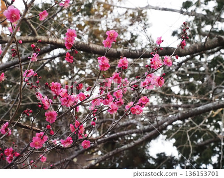 梅枝上開滿了花朵和花苞（瀧尾神社的紅梅花） 136153701