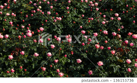 Beautiful roses in full bloom at the mountain rose garden, Roses bloom on hillside green mountain and blue sky, Roses garden filled roses in full bloom. Beautiful roses in full bloom at the mountain rose garden, Roses bloom on hillside green mountain and blue sky, Roses garden filled roses in full bloom. 136153736