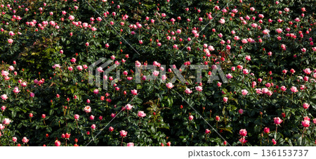 Beautiful roses in full bloom at the mountain rose garden, Roses bloom on hillside green mountain and blue sky, Roses garden filled roses in full bloom. Beautiful roses in full bloom at the mountain rose garden, Roses bloom on hillside green mountain and blue sky, Roses garden filled roses in full bloom. 136153737