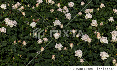 Beautiful roses in full bloom at the mountain rose garden, Roses bloom on hillside green mountain and blue sky, Roses garden filled roses in full bloom. Beautiful roses in full bloom at the mountain rose garden, Roses bloom on hillside green mountain and blue sky, Roses garden filled roses in full bloom. 136153738