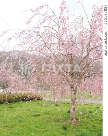 北上天照地的垂枝櫻花（陰天）| 一個有空間的旅遊景點 136153883