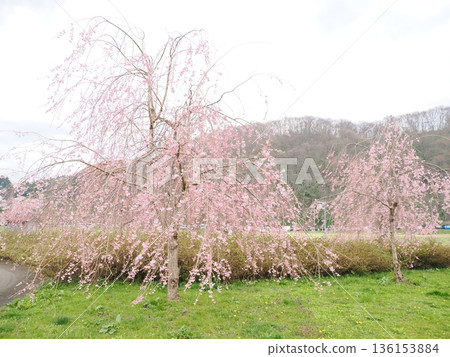 北上天照地的垂枝櫻花(陰天)| 一個有空間的旅遊景點 北上天照地的垂枝櫻花(陰天)| 一個有空間的旅遊景點 136153884