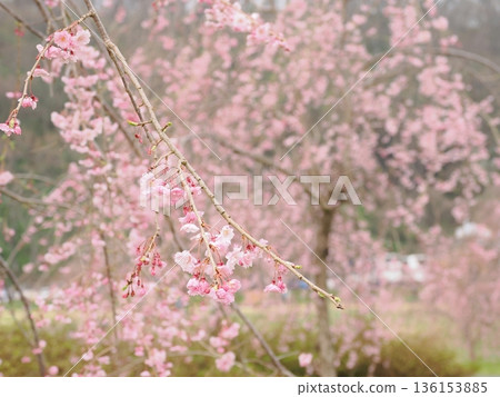 北上天照地的垂枝櫻花（陰天）| 一個有空間的旅遊景點 136153885