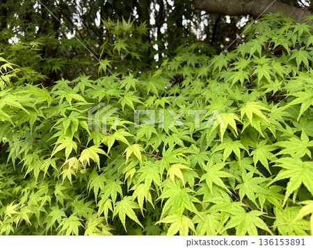 Blue leaves 136153891