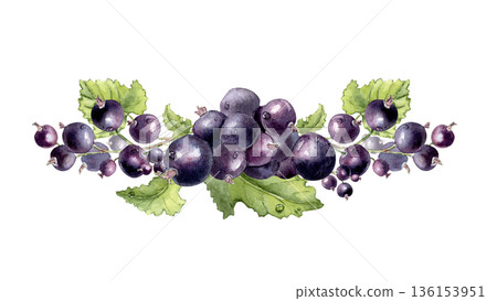 Black currant watercolor horizontal composition isolated white. Vibrant summer design with berries hand painted. Fresh garden berry and leaves elements for food, juice drink. Drawing tea packaging. Black currant watercolor horizontal composition isolated white. Vibrant summer design with berries hand painted. Fresh garden berry and leaves elements for food, juice drink. Drawing tea packaging. 136153951