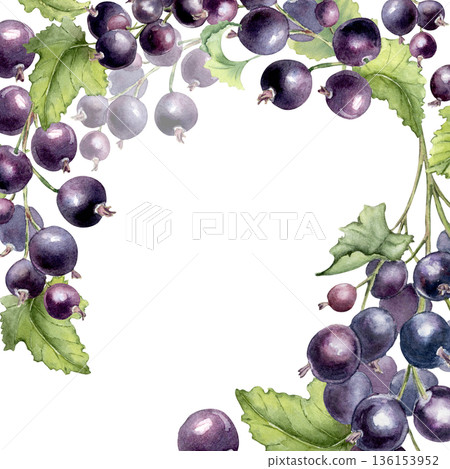Black currant watercolor frame border isolated on white. Fresh bright Berry hand painted for invite design, card. Botanical background for recipe, label, packaging, poster with copy space. 136153952