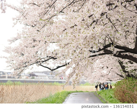 雨天櫻花隧道 | 北上天照：寧靜的春日景象 136154031