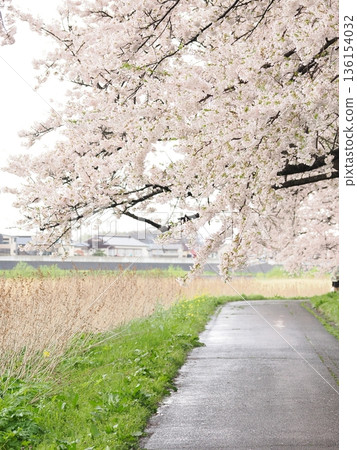 A cherry blossom tunnel on a rainy day | Kitakami Tenshochi: A serene spring scene A cherry blossom tunnel on a rainy day | Kitakami Tenshochi: A serene spring scene 136154032