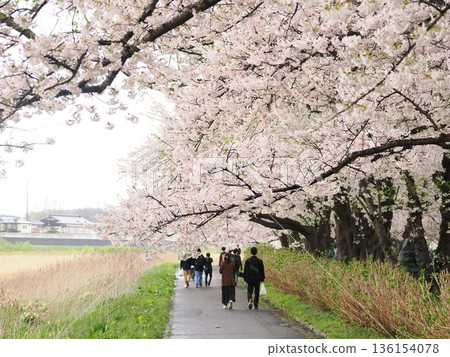 Cherry blossom arch under a cloudy sky | Moist seasonal scenery of Kitakami Tenshochi 136154078