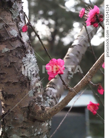 通往神社的路上種滿了紅梅樹（瀧尾神社的紅梅樹） 136154134