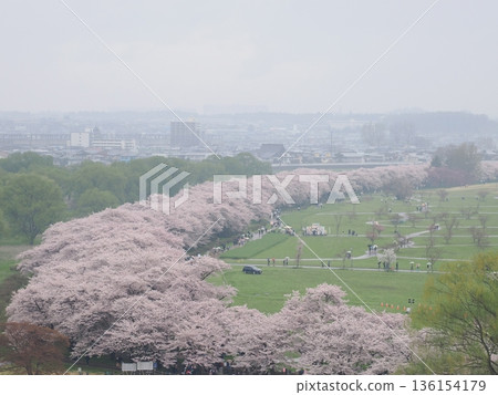 View of cherry blossoms from the observation deck on a rainy day | Spring scenery of Kitakami Tenshochi View of cherry blossoms from the observation deck on a rainy day | Spring scenery of Kitakami Tenshochi 136154179