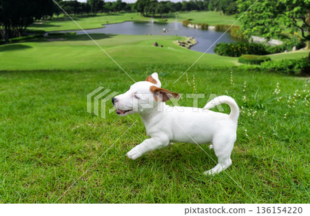 Happy small white puppy running playfully on a lush green grass field in the park during a sunny day Happy small white puppy running playfully on a lush green grass field in the park during a sunny day 136154220