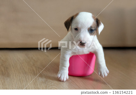 Adorable small puppy sitting in a pink cup on a wooden floor at home, representing pet care and new beginnings 136154221