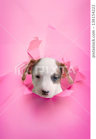 Adorable puppy peeking through a hole in torn pink paper. Creative conceptual studio shot representing surprise, curiosity, and new beginnings with copy space 136154222