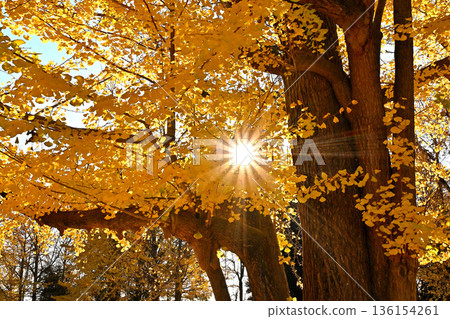 巴巴紀念公園傍晚的景色，泛黃的銀杏葉。 136154261