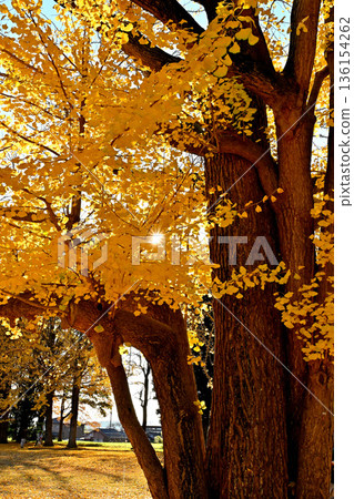 銀杏葉泛黃，巴巴紀念公園，秋景 136154262