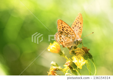 Vibrant Silver-washed Fritillary (Argynnis paphia) butterfly is gathering nectar from yellow flowers amidst lush blurred green meadow. Selective focus. Vibrant Silver-washed Fritillary (Argynnis paphia) butterfly is gathering nectar from yellow flowers amidst lush blurred green meadow. Selective focus. 136154314
