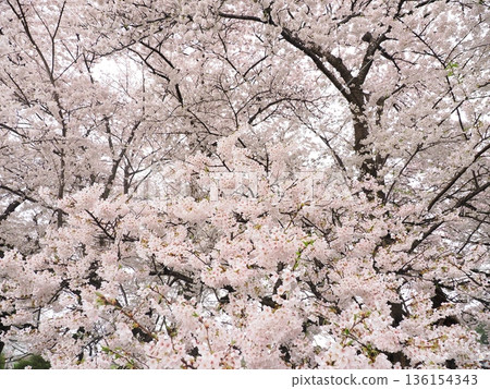 櫻花特寫 | 柔和的雲霧光線與春日氣息 | 紋理 136154343