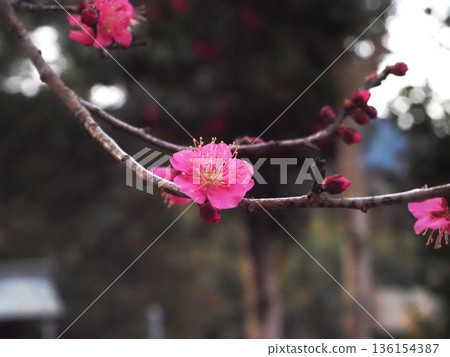 枝頭一朵紅梅花(瀧尾神社的紅梅花) 枝頭一朵紅梅花(瀧尾神社的紅梅花) 136154387
