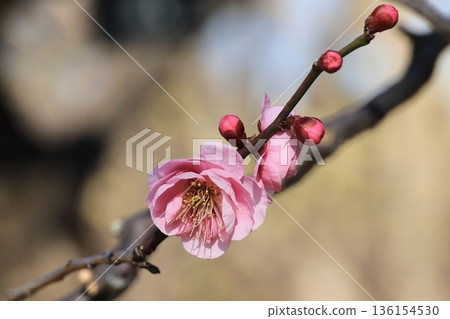 粉紅色李樹枝的特寫 136154530