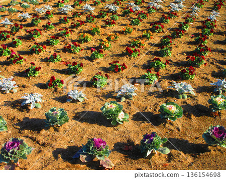 埼玉縣川口市綠色中心的各種景色 136154698