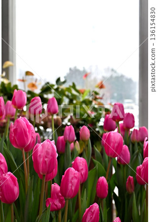 鬱金香四季館，雪景映襯下鬱金香競相綻放。 136154830