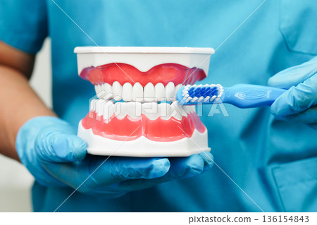 Asian dentist cleaning teeth of dental model with tooth brush for patient and studying about dentistry. Asian dentist cleaning teeth of dental model with tooth brush for patient and studying about dentistry. 136154843