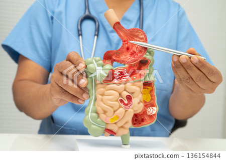 Digestive system with stomach and intestine, Asian doctor holding human anatomy model. 136154844