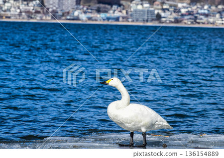A swan appears on Lake Suwa A swan appears on Lake Suwa 136154889