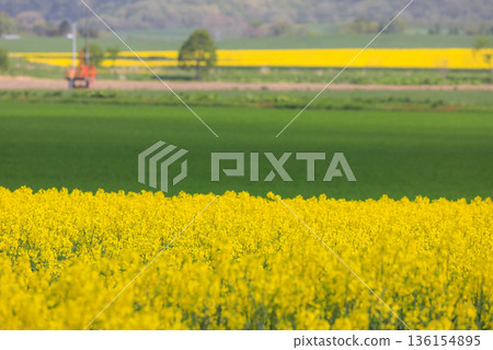 Fields of rapeseed flowers spread across the hills of Abira, Hokkaido (May) 136154895