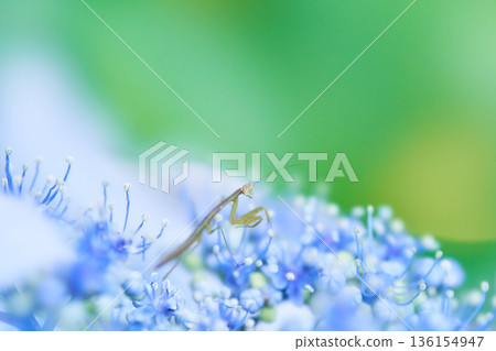 A small praying mantis on a light blue hydrangea flower A small praying mantis on a light blue hydrangea flower 136154947