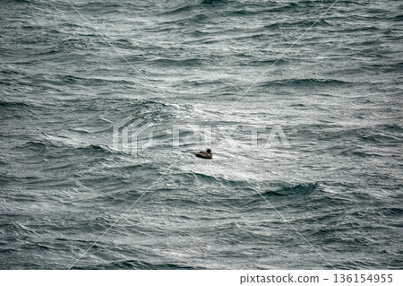 petrel Sea Bird in beagle channel patagonia 136154955