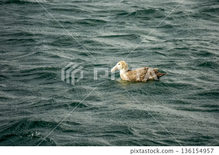 Albatross Macronectes halli bird in beagle channel patagonia 136154957