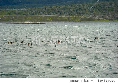 patagonia cormorant in beagle channel patagonia cormorant in beagle channel 136154959