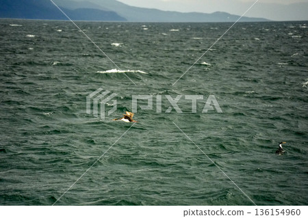 patagonia cormorant in beagle channel 136154960