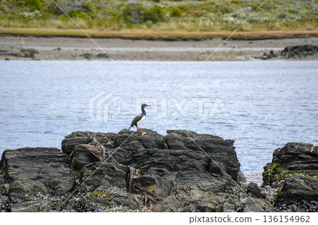 patagonia cormorant in beagle channel patagonia cormorant in beagle channel 136154962