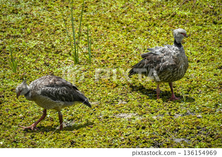 Chauna torquata Southern Crested Screamer local name Chaias, buenos aires city lagoon, in reserva ecologica costanera sur Chauna torquata Southern Crested Screamer local name Chaias, buenos aires city lagoon, in reserva ecologica costanera sur 136154969