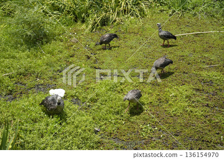 Family of Chauna torquata Southern Crested Screamer local name Chaias, buenos aires city lagoon, in reserva ecologica costanera sur Family of Chauna torquata Southern Crested Screamer local name Chaias, buenos aires city lagoon, in reserva ecologica costanera sur 136154970
