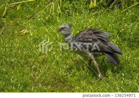 Chauna torquata Southern Crested Screamer local name Chaias, buenos aires city lagoon, in reserva ecologica costanera sur 136154971