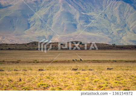 Patagonia condor eating on the ground valley near el calafate besides a sheep flock Patagonia condor eating on the ground valley near el calafate besides a sheep flock 136154972