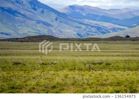 Patagonia condor eating on the ground valley near el calafate Patagonia condor eating on the ground valley near el calafate 136154973