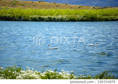 Swan in el calafate lagoon argentina patagonia 136154974