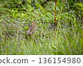 woodcock bird rare to see in Ushuaia patagonia argentina national park 136154980