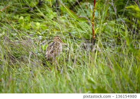 woodcock bird rare to see in Ushuaia patagonia argentina national park woodcock bird rare to see in Ushuaia patagonia argentina national park 136154980