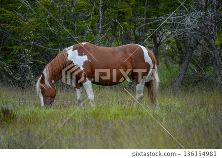 wild horse in ushuaia national park 136154981